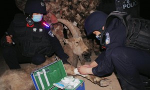 新疆克州乌鲁克恰提边境派出所成功救助一只受伤北山羊